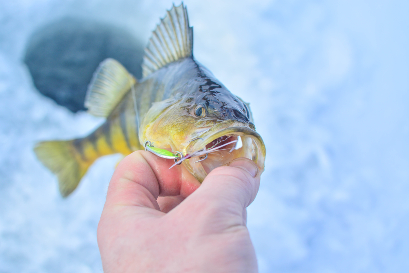A yellow perch caught by an angler through the ice.