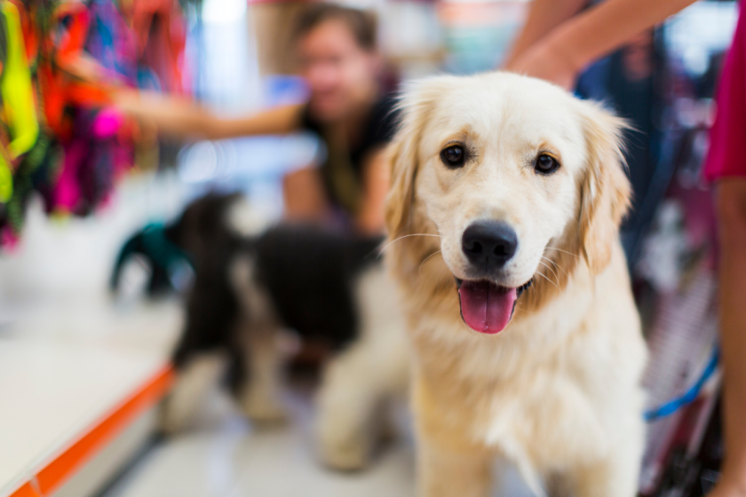 Pet Store Adoptions How Larger Stores Protect Against Puppy Mills