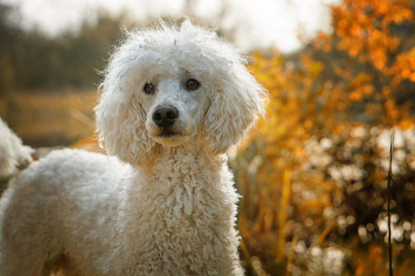 poodle stands in front of leaves