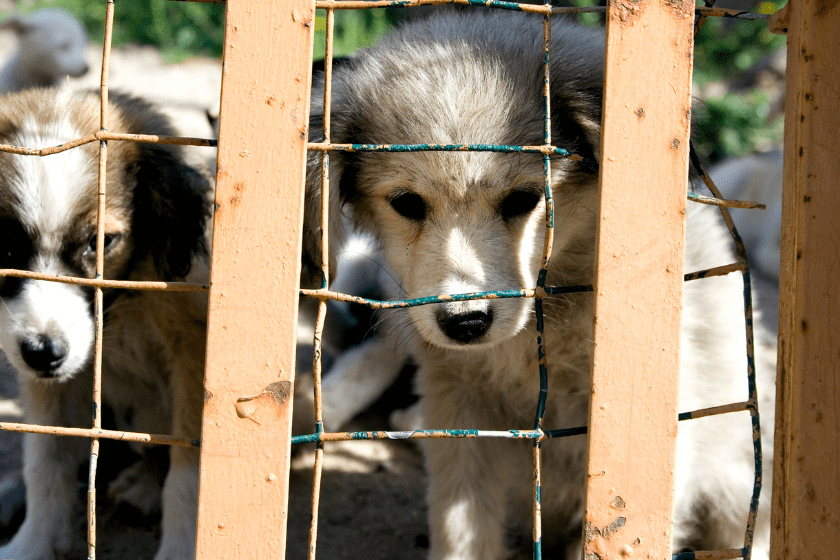 puppy behind cage