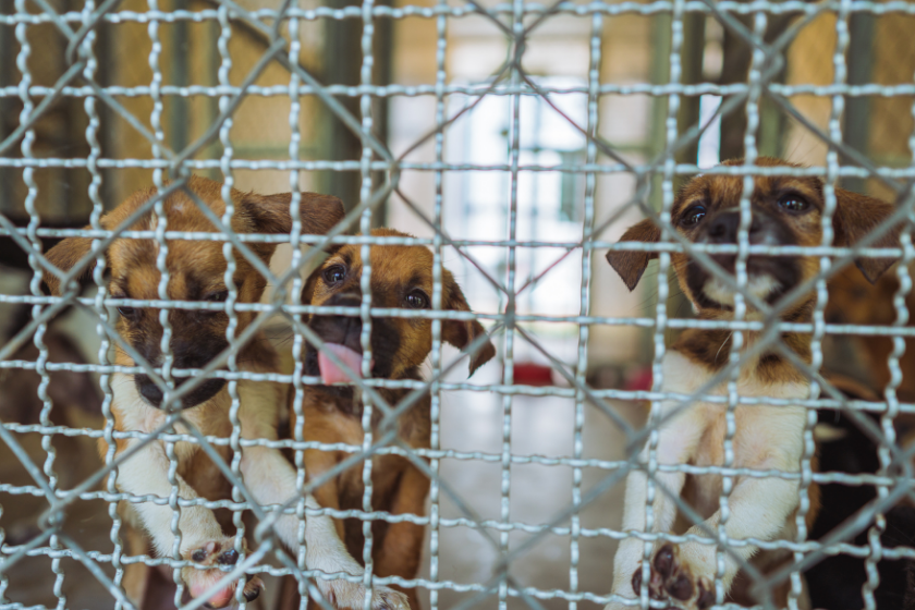 puppy behind cage