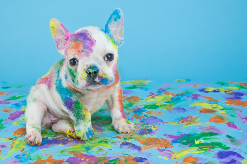 puppy covered in paint