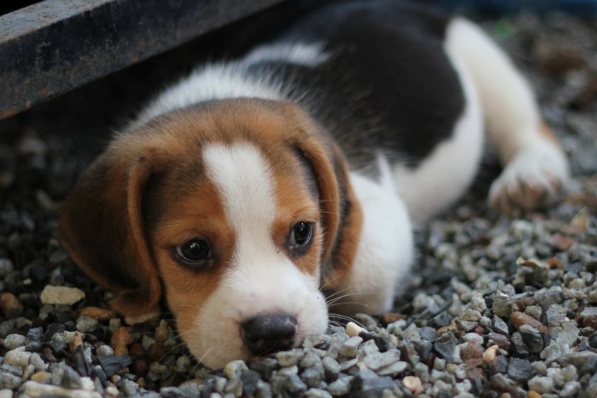 puppy lays on the ground