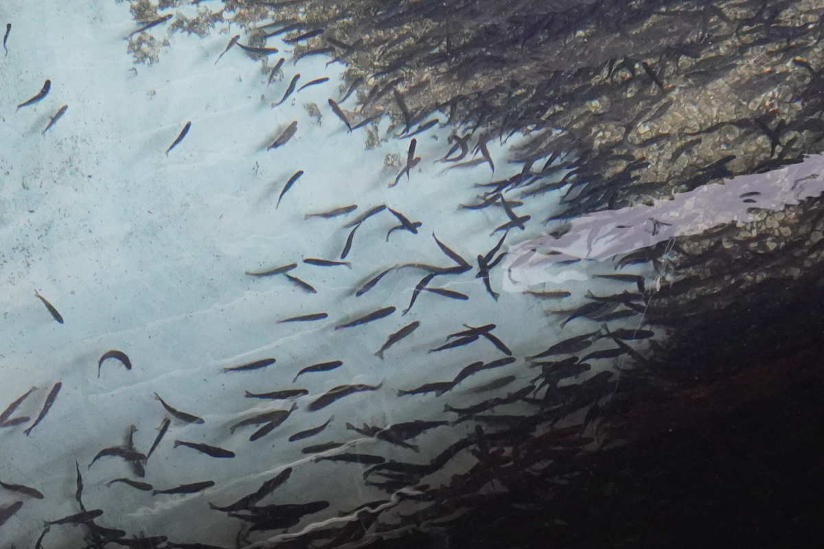 A tank full of young steelhead at a fish hatchery.