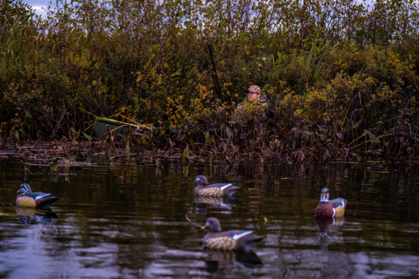Two duck hunters utilizing kayaks