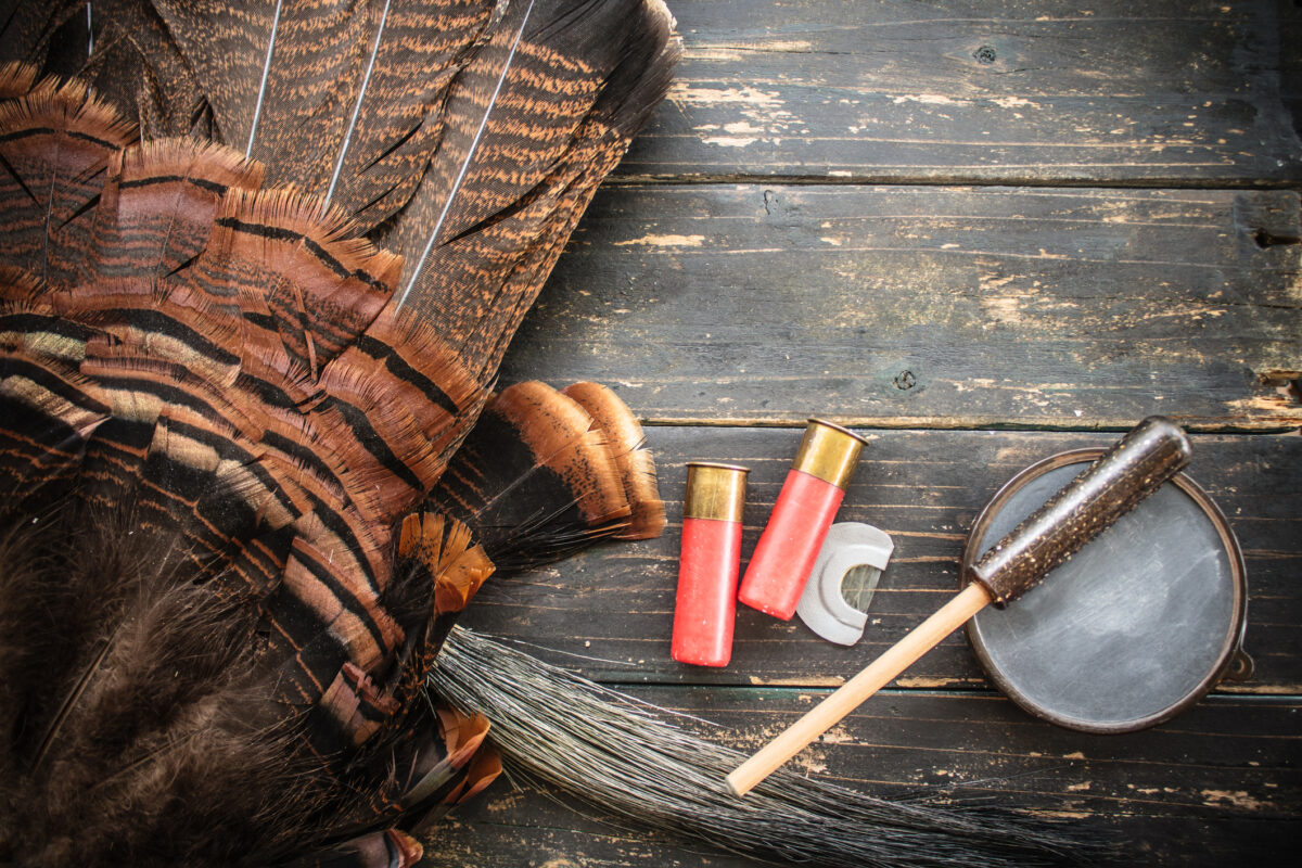 Wild turkey hunt with ammo and turkey calls