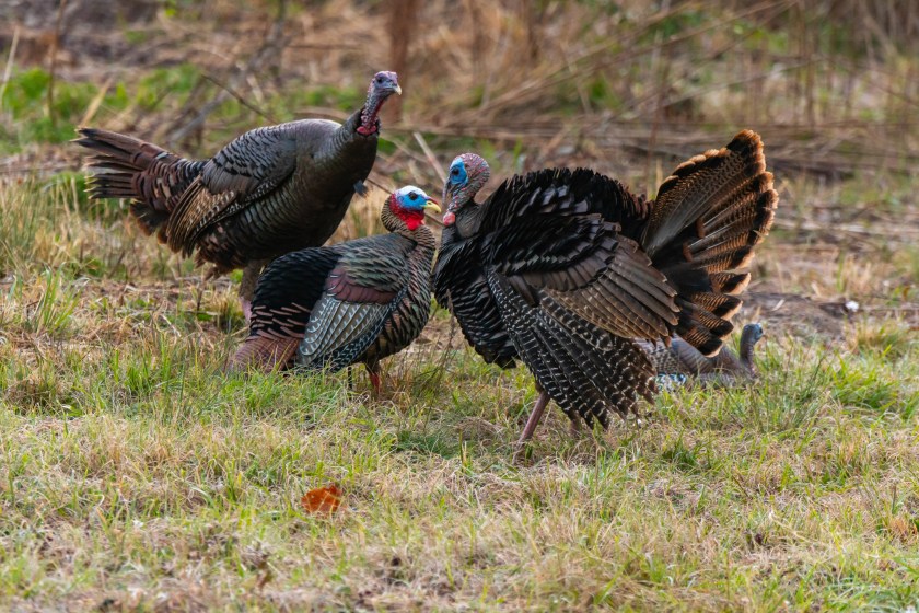 Wild Turkeys and Decoy in South Carolina