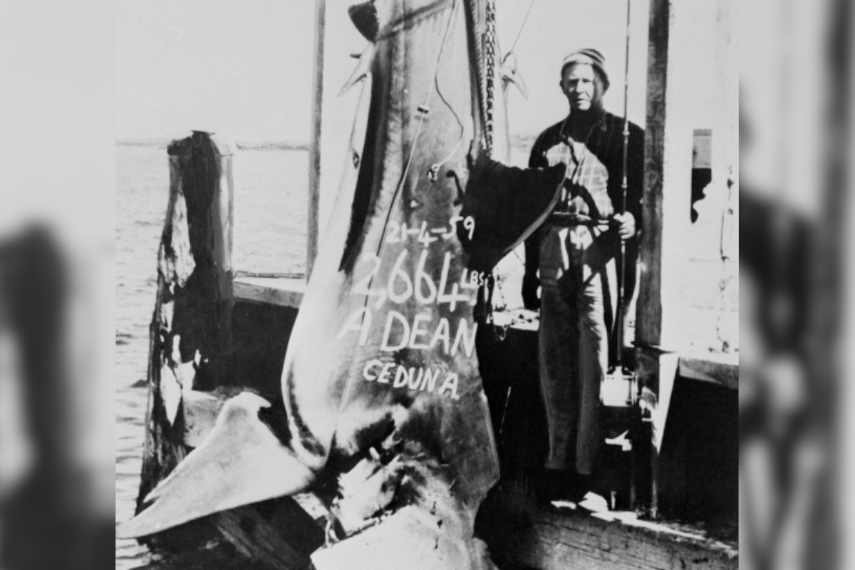 World-Record Great White Shark: How It Was Fished