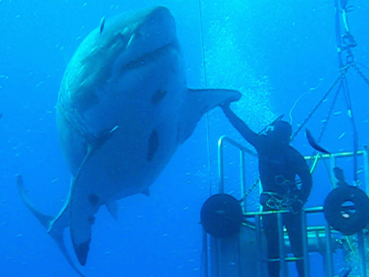 Famous great white shark known as "Deep Blue" and a diver in 2013.