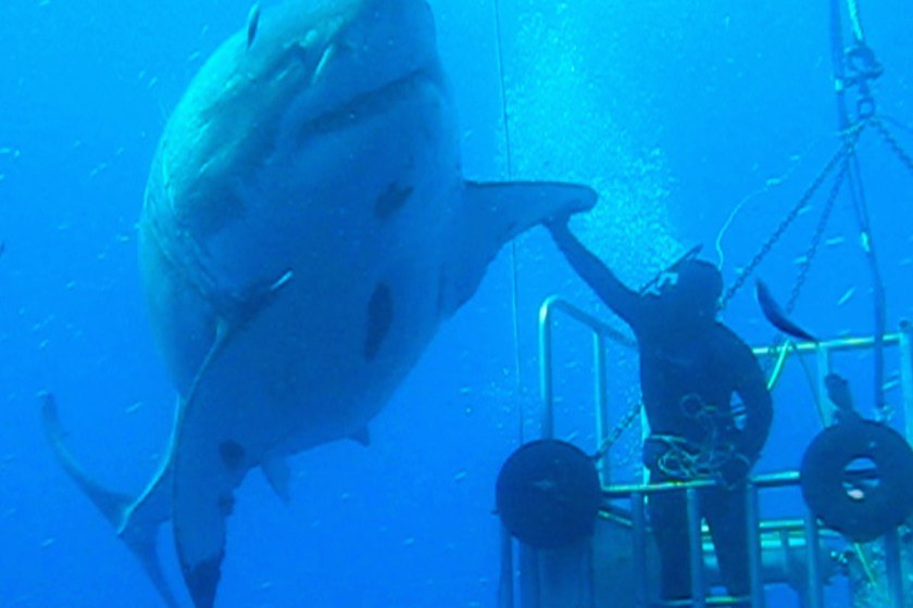 Famous great white shark known as "Deep Blue" and a diver in 2013.