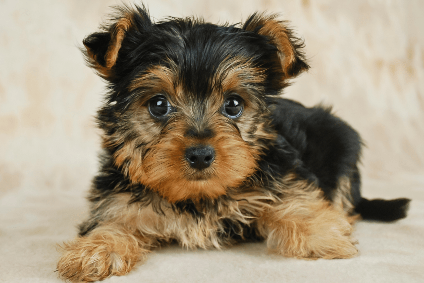 yorkie puppy