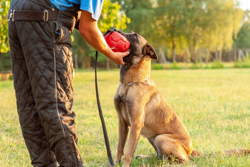Belgian malinois leash sales training