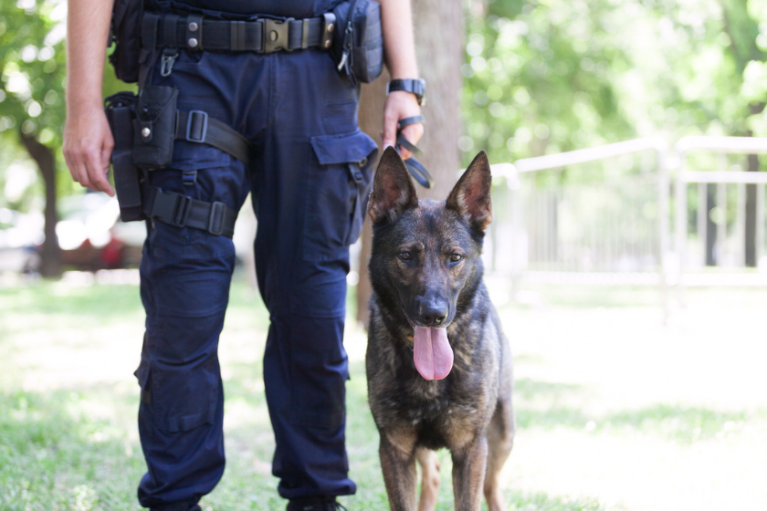 Policeman with Belgian shepherd police dog.