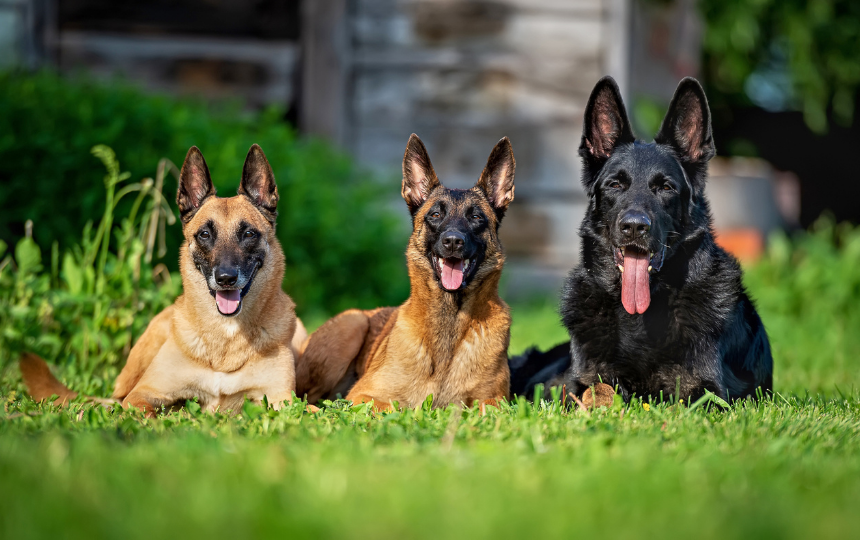 Two Belgian Malinois sitting in grass next to all-black German Shepherd.