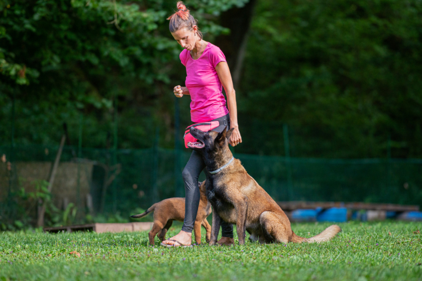 Female dog trainer working with her belgian malinois shepherd outside
