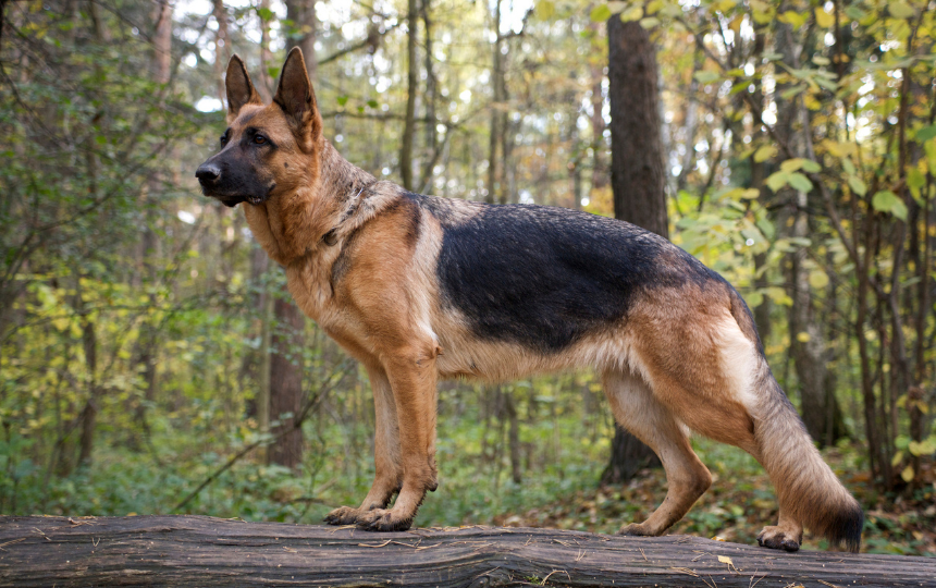 A German shepherd dog on a forest walk
