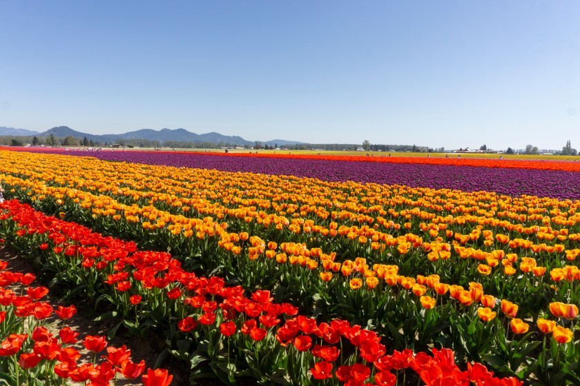 Tulip festival during Apring season in Seattle.