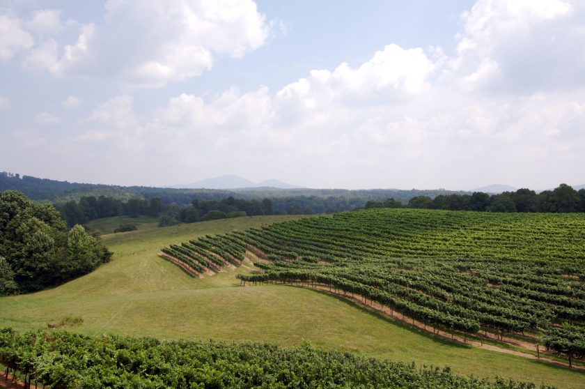 Beautiful Landscape of Vineyards in Georgia