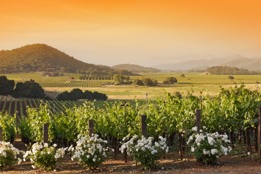 Napa Valley vineyard landscape