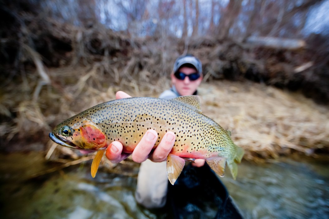 Colorful cutthroat trout caught fly fishing on Washington's Yakima River.