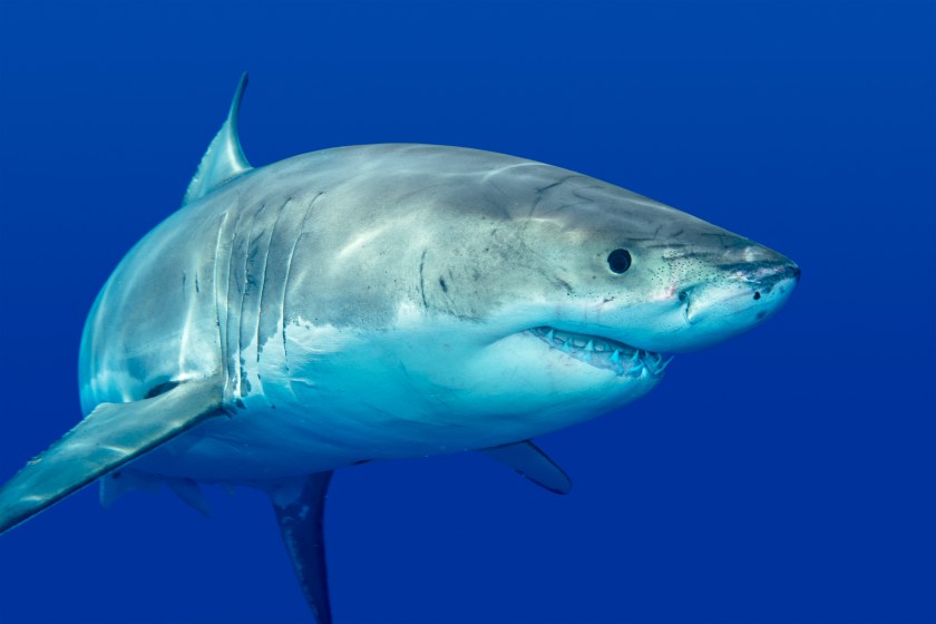 Giant Great White Shark New Atlantic Record Set Near Your Favorite Vacation Spot - zhod0z2