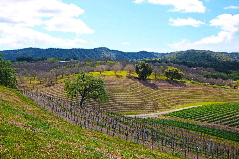 Vineyards in Paso Robles Central California under springtime cloudy cumulus skies