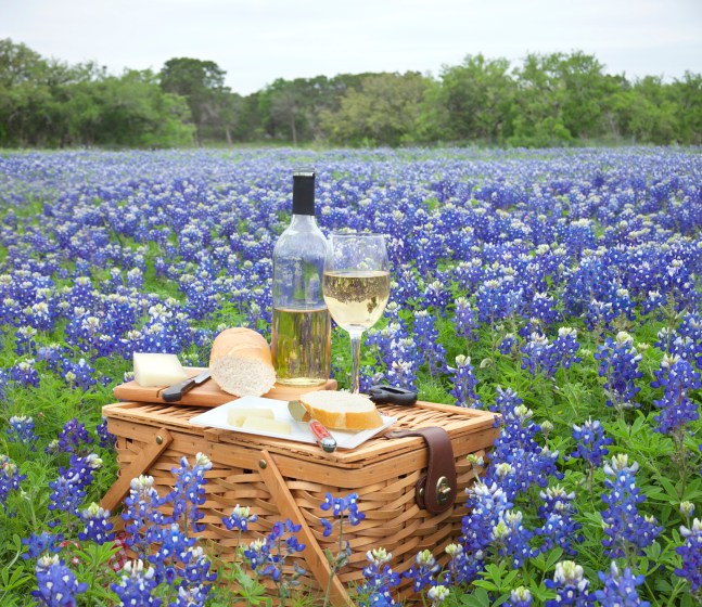 A brown wicker picnic basket with wine, cheese, bread and utensils in a field of Texas Hill Country bluebonnets