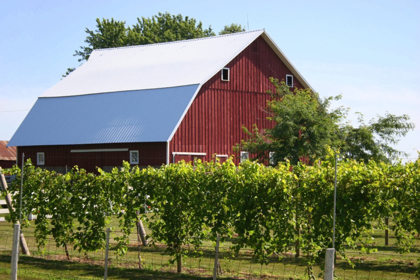 This classic red barn provides a rustic backdrop in northern Iowa for this vineyard filled with grapes that will be made into wine