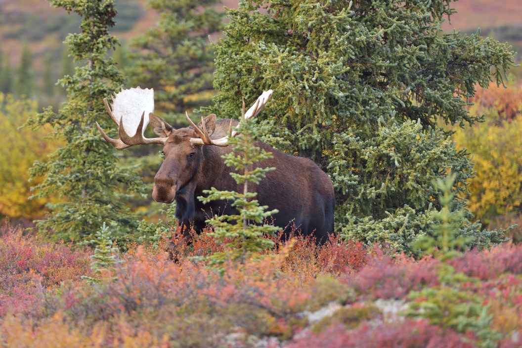 Bull Moose (alces alces) in Denali National Park, Alaska