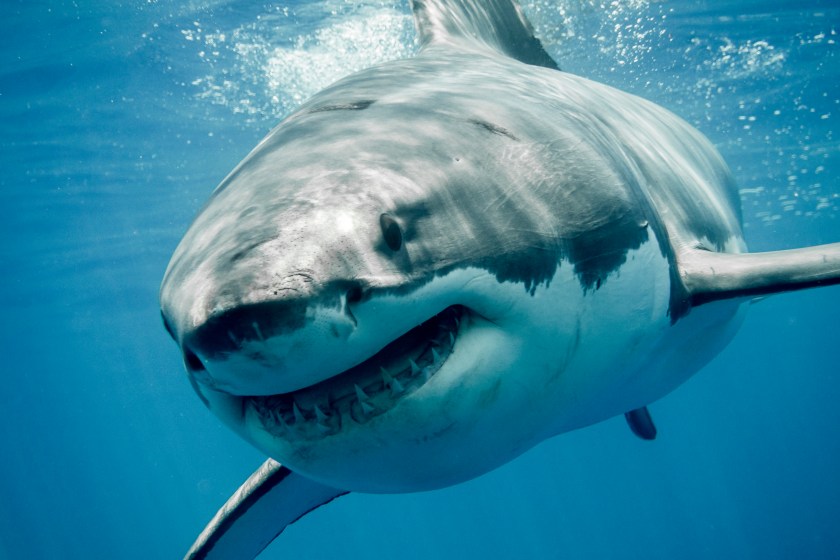 great white shark in the water.
