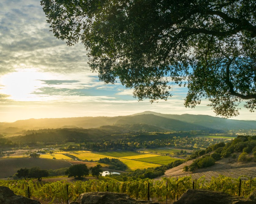Vista of Sonoma Valley wine country in autumn. Looking down on patches of yellow and green vines. Sun rays shine over mountains and valleys, tree in foreground