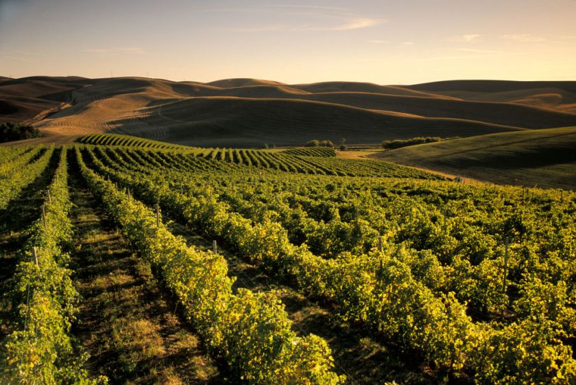 Rows of wine grapes at Spring Valley Vineyard, with rolling hills and wheat fields in the distance; Walla Walla region of eastern Washington