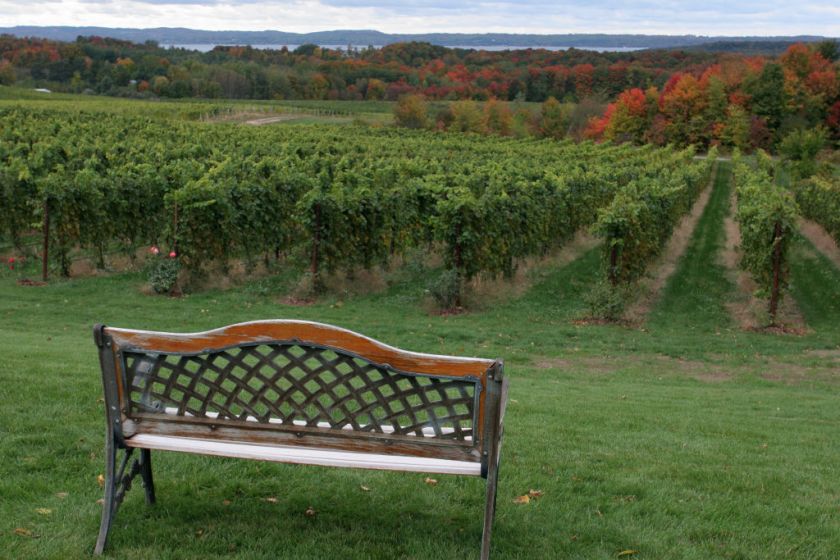 A bench in the vineyard at Chateau Grand Traverse Winery