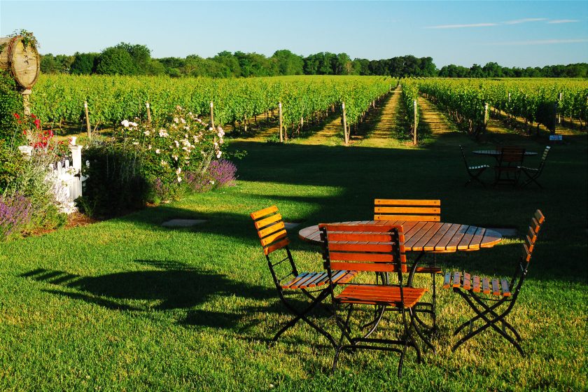 In Cutchogue, Long Island, a picnic table is set for a romantic lunch in a vineyard
