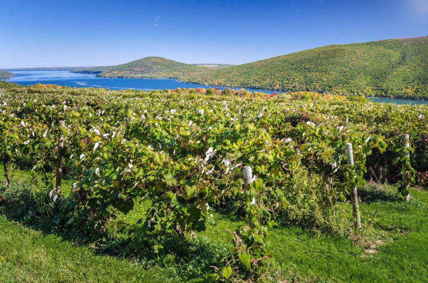 Vineyard with a Lake in Background on a Clear Early Autumn Day. Fingers Lakes, Upstate New York