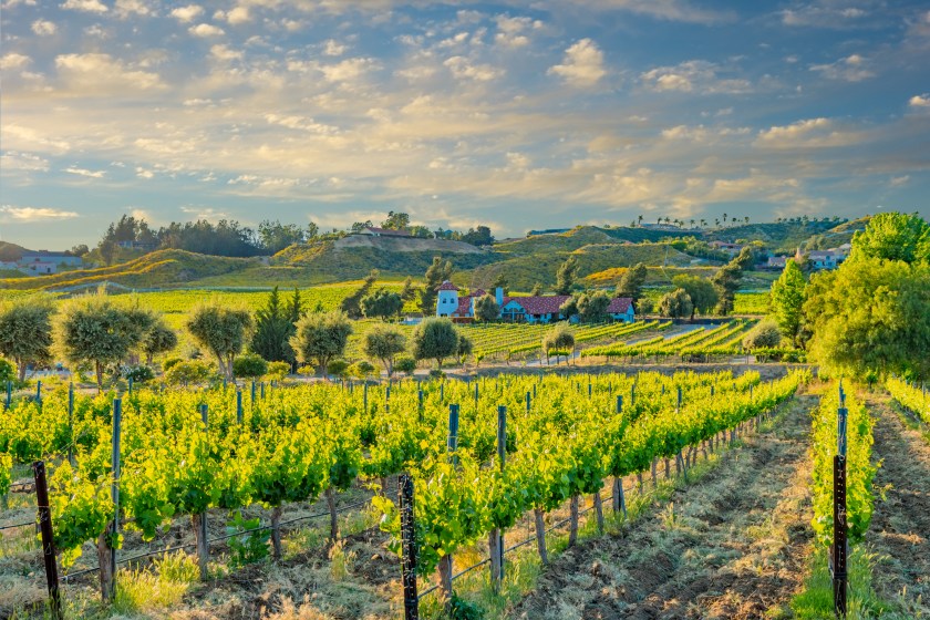 California spring vineyard in the Temecula Valley, CA