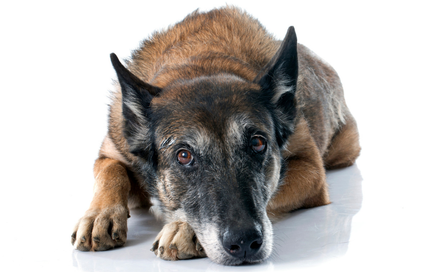 Older belgian shepherd dog in front of white background