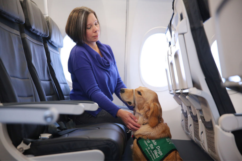 Trainer Denise Ivie sits with her golden retriever puppy-in-training Harlow down the aisle of the plane during an event hosted by Guide Dogs for the Blind and Alaska Airlines