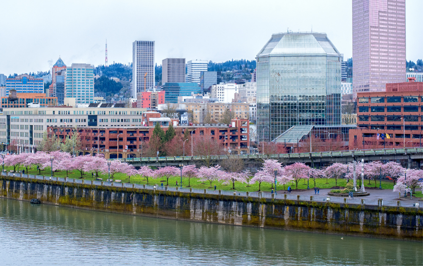 Spring season in Portland Oregon waterfront cherry blossoms blooming
