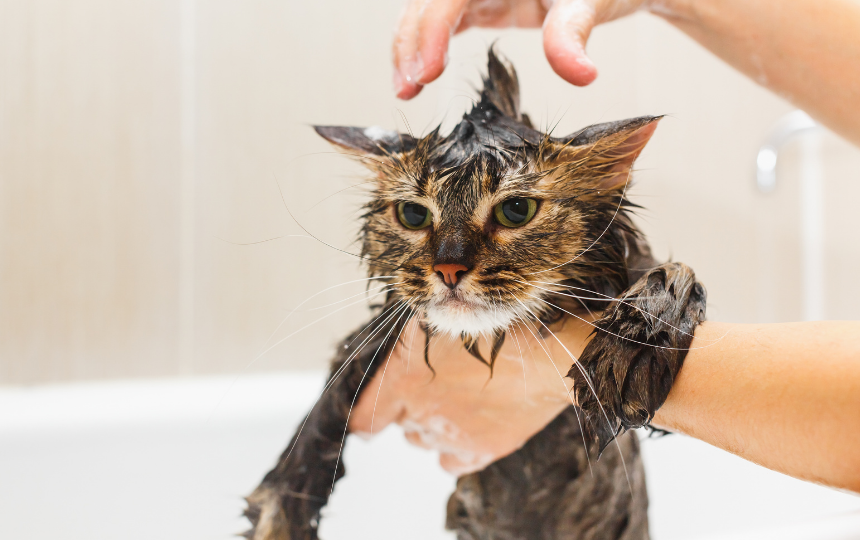 Cat gets a bath