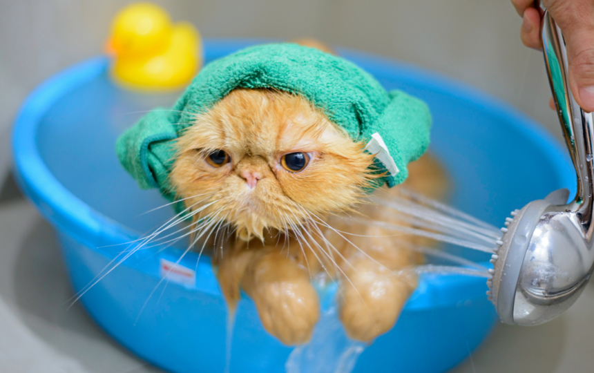 orange cat sits in a tub and gets a bath