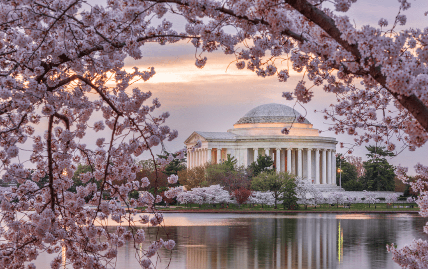 a photo from across the river at the Jefferson Memorial. Cherry blossoms frame the image and surround the memorial