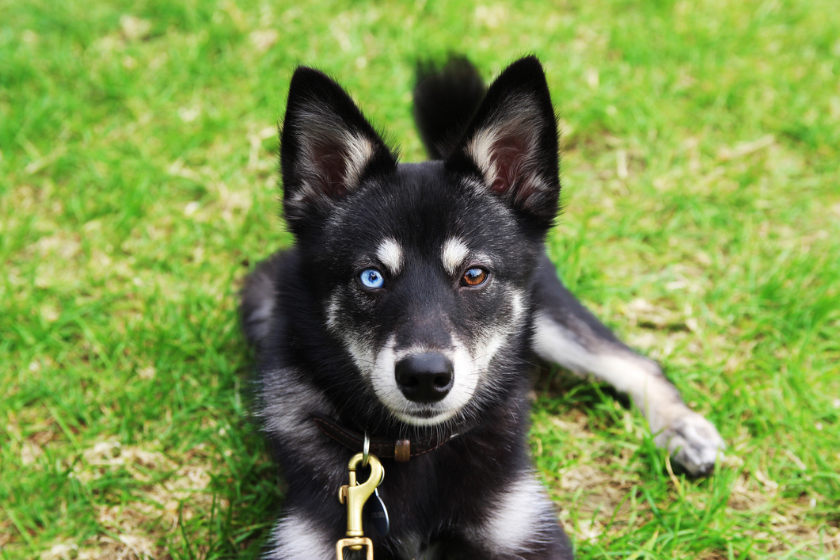 alaskan klee kai most affectionate dog breeds