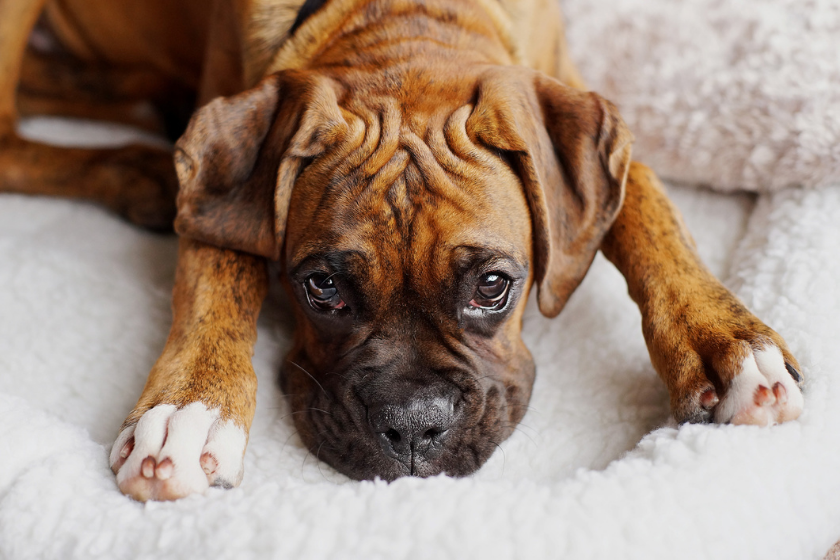 boxer snuggling on blanket