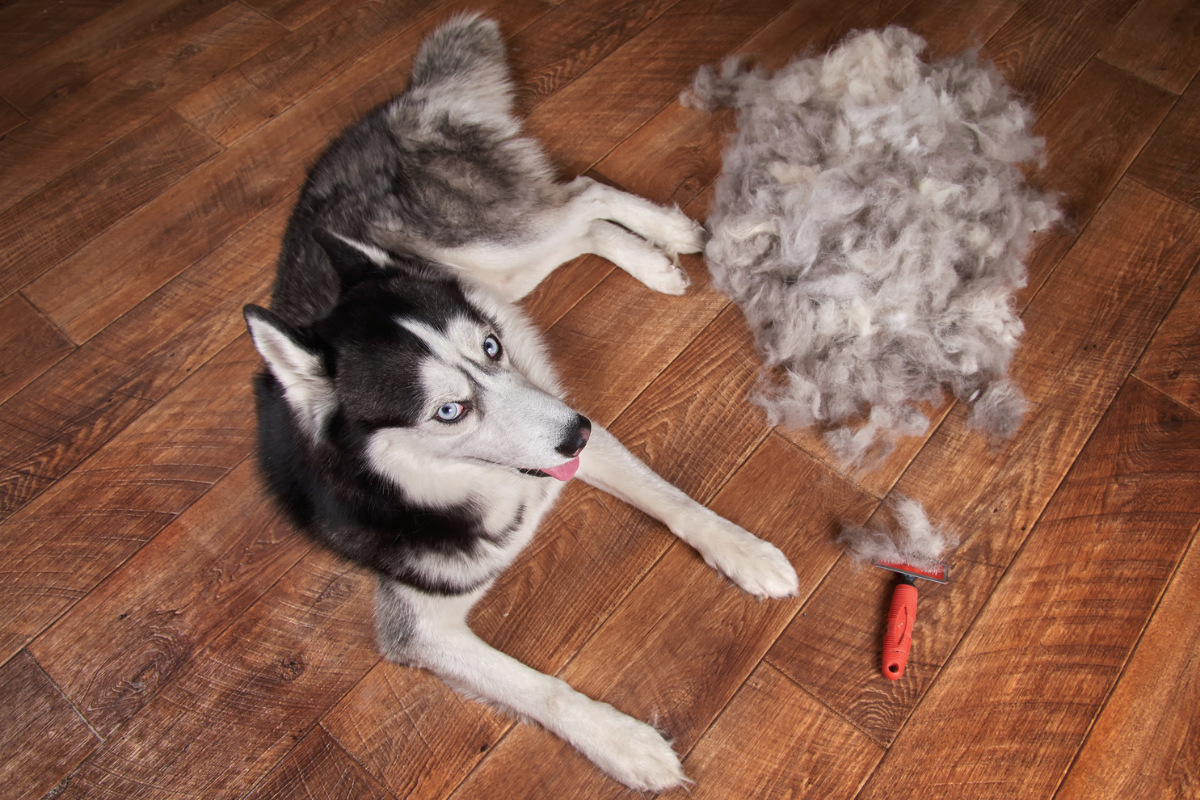 Blowing a husky's coat hotsell