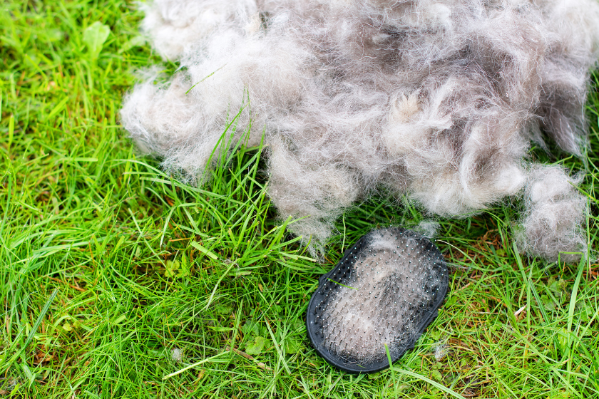 husky blowing coat onto grass