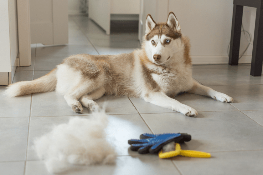 Blow their coat sale