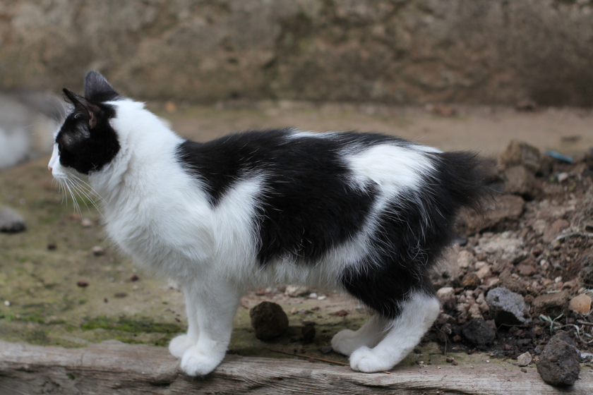 black and white manx cat