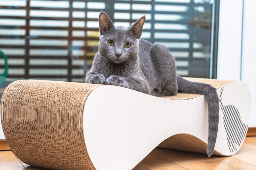 russian blue cat sitting on cardboard