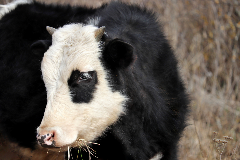 miniature cows